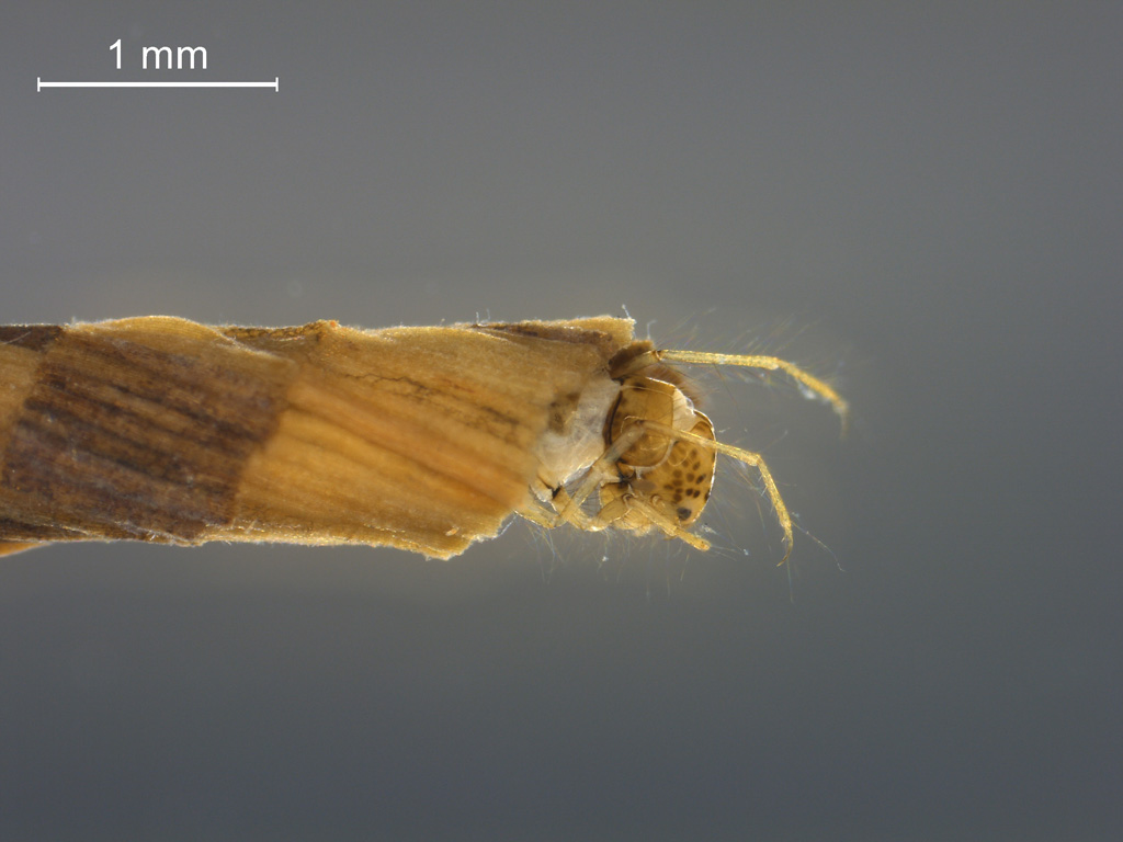 Ylodes detruncatus